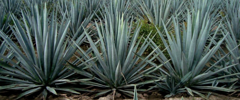 No al registro de AGAVE como marca
