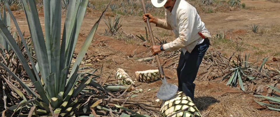 Pretenden tequileros excluir mezcales artesanales