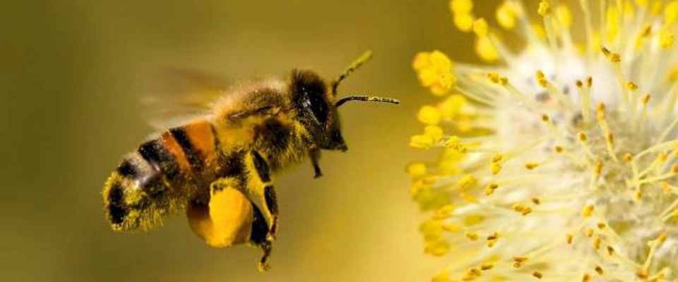 El colapso de las colonias (entre Bayer y Syngenta)