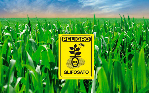 Organizaciones presentamos ‘amicus curiae’ para defender el decreto de prohibición del glifosato