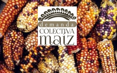 Gran triunfo contra Monsanto en la defensa de maíces nativos y contra el glifosato