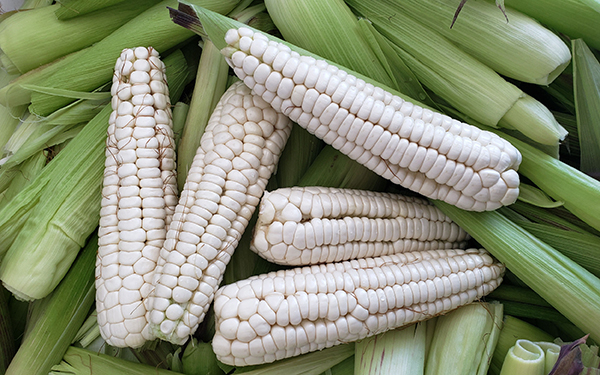 El poder de… El elote cacahuazintle