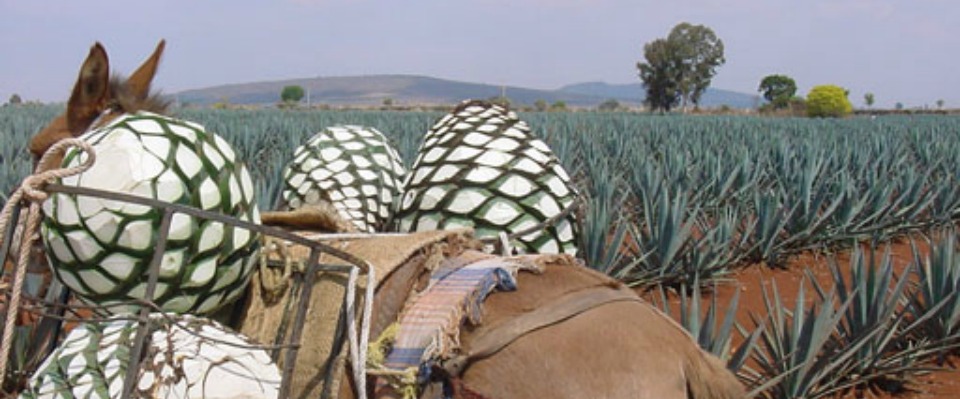 Impiden volver al AGAVE marca, pero la amenaza…
