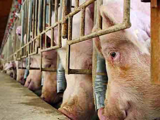 Las granjas factoría, sus impactos y amenazas