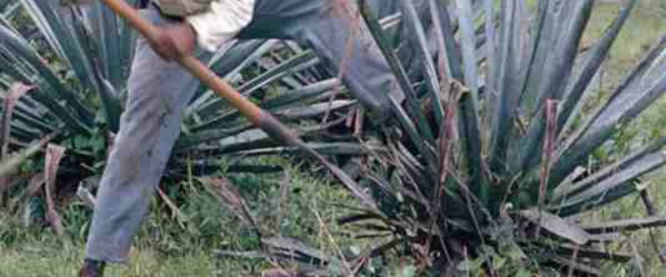 Peligran productores de destilados de agave